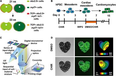 Zebrafish Models in Therapeutic Research of Cardiac Conduction Disease